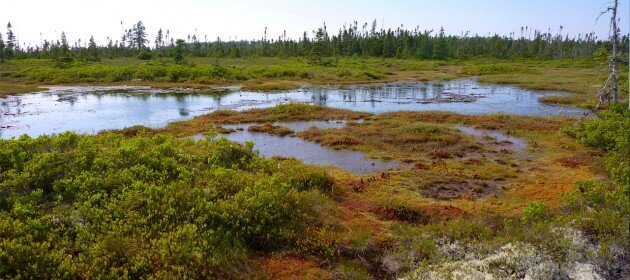 Bogs, bugs and bryophytes: reconstructing past climate from peatlands Bogs, bugs and bryophytes: reconstructing past climate from peatlands